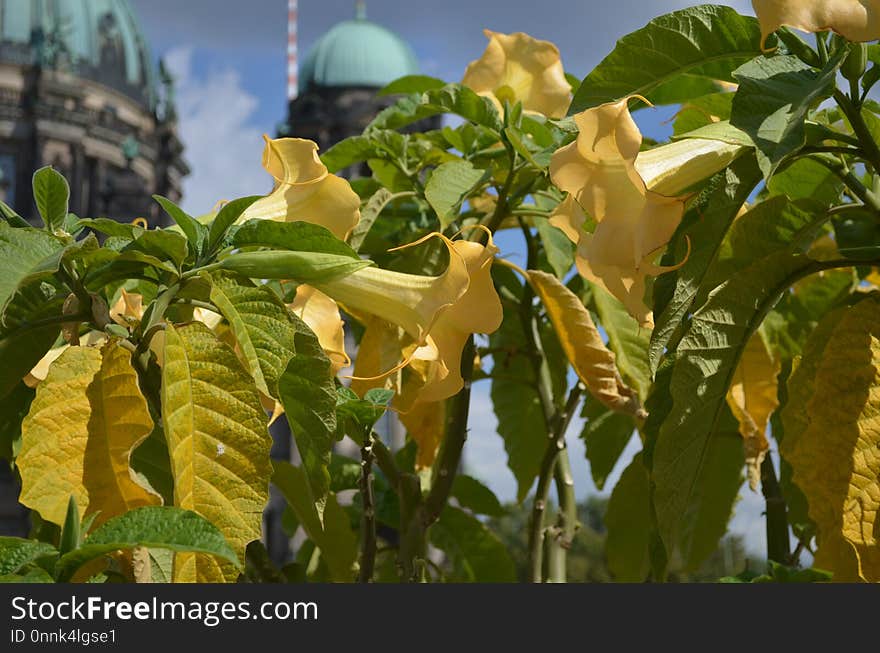 Plant, Leaf, Tree, Flower