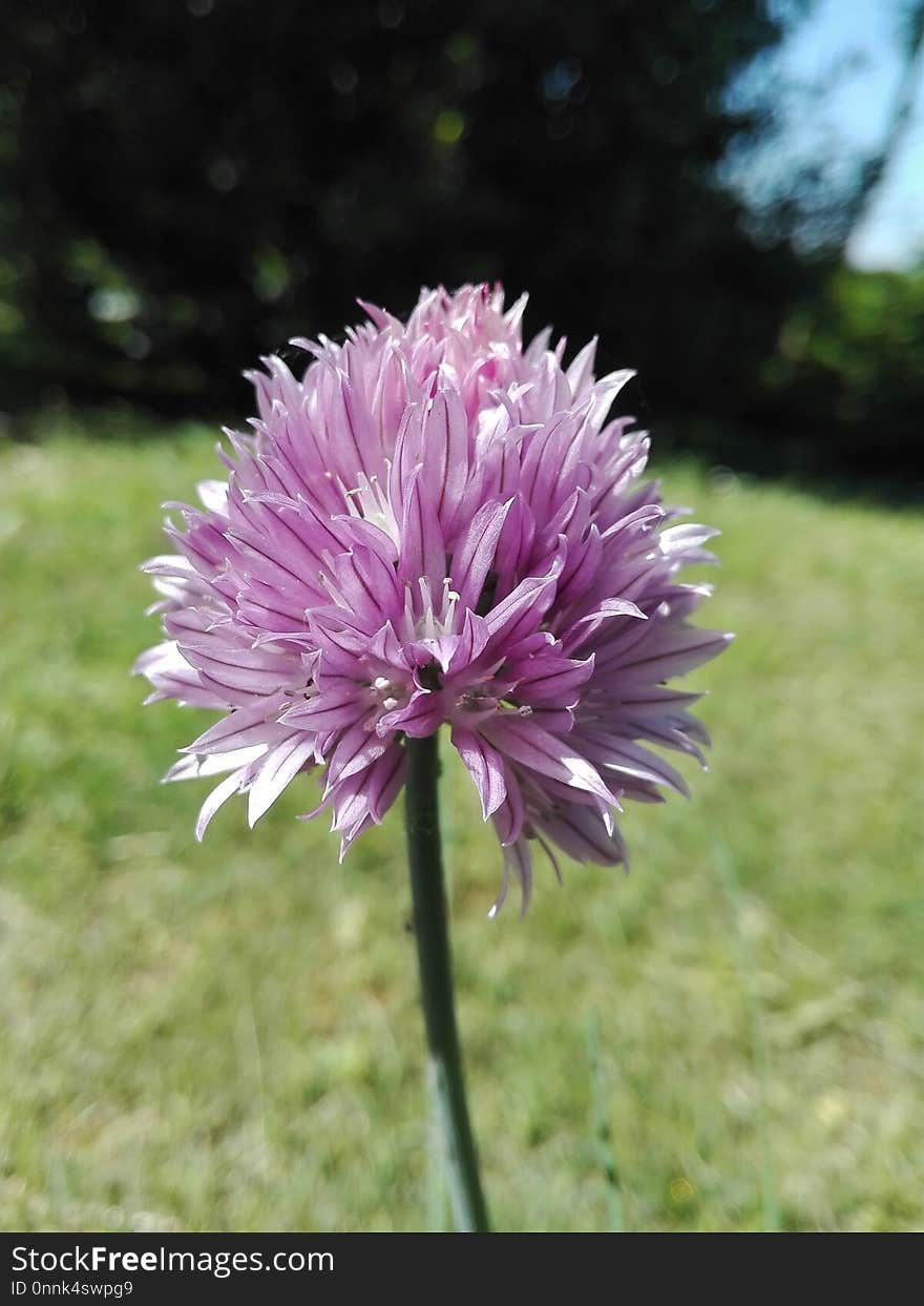 Plant, Purple, Chives, Flower