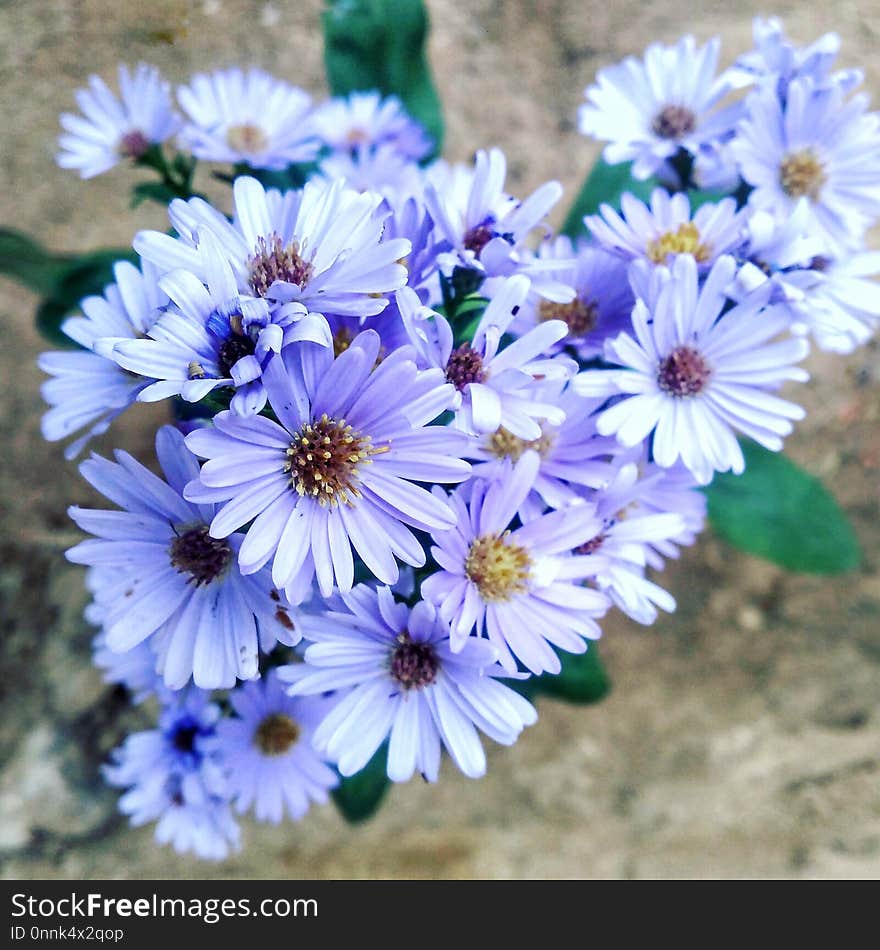 Flower, Aster, Plant, Purple