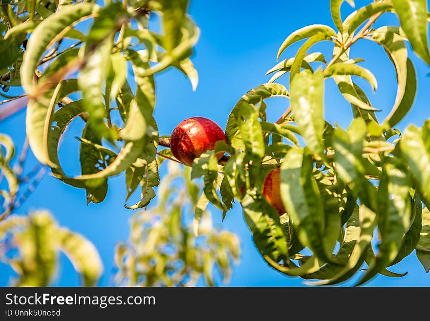 Fruit, Plant, Tree, Fruit Tree