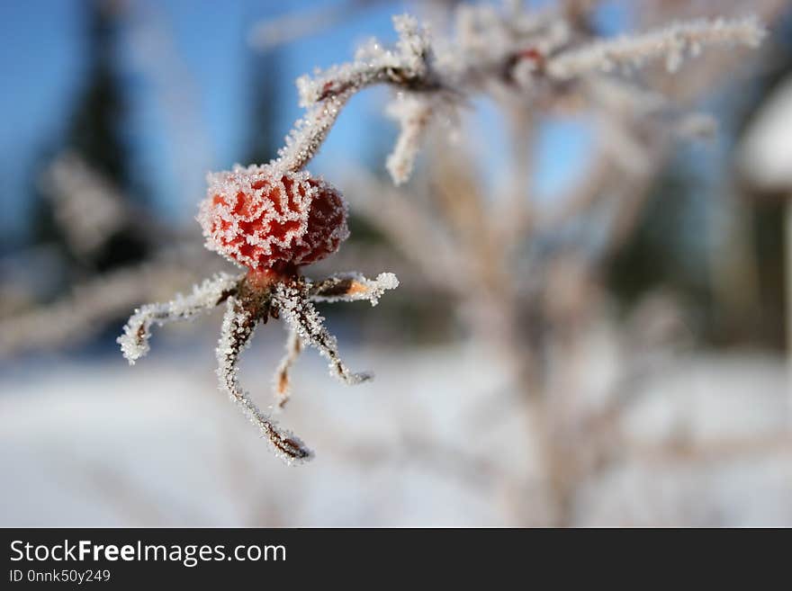 Close Up, Araneus, Macro Photography, Branch