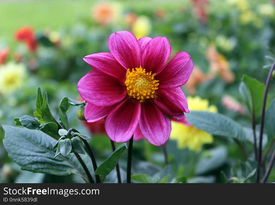 Flower, Plant, Flowering Plant, Dahlia