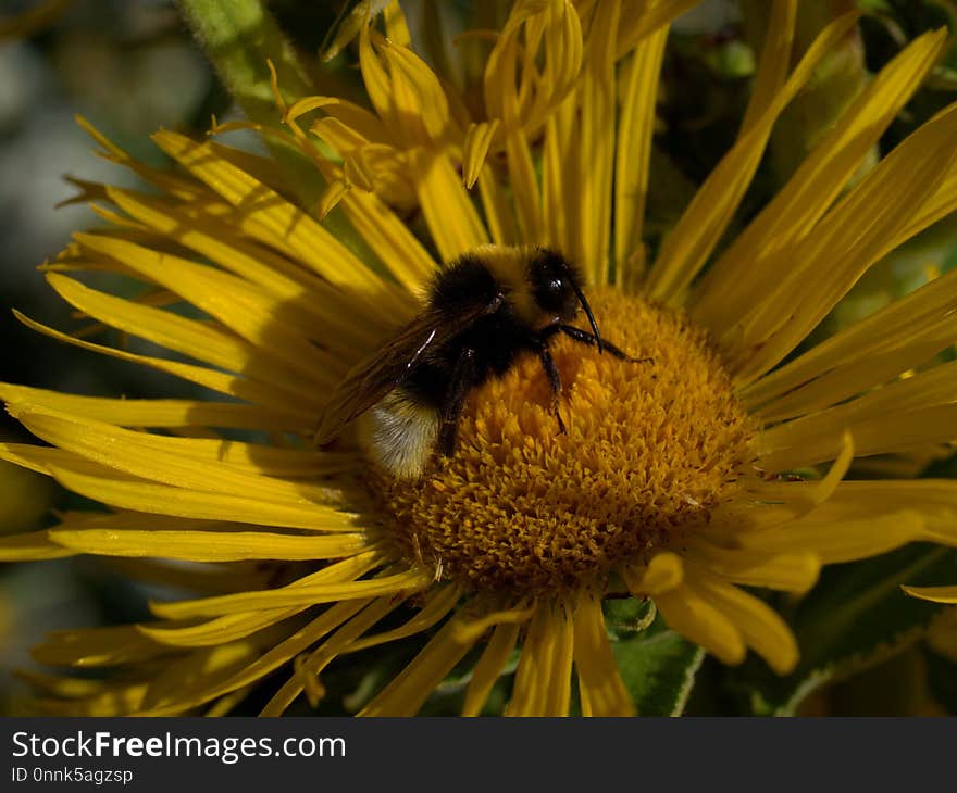 Honey Bee, Bee, Yellow, Nectar