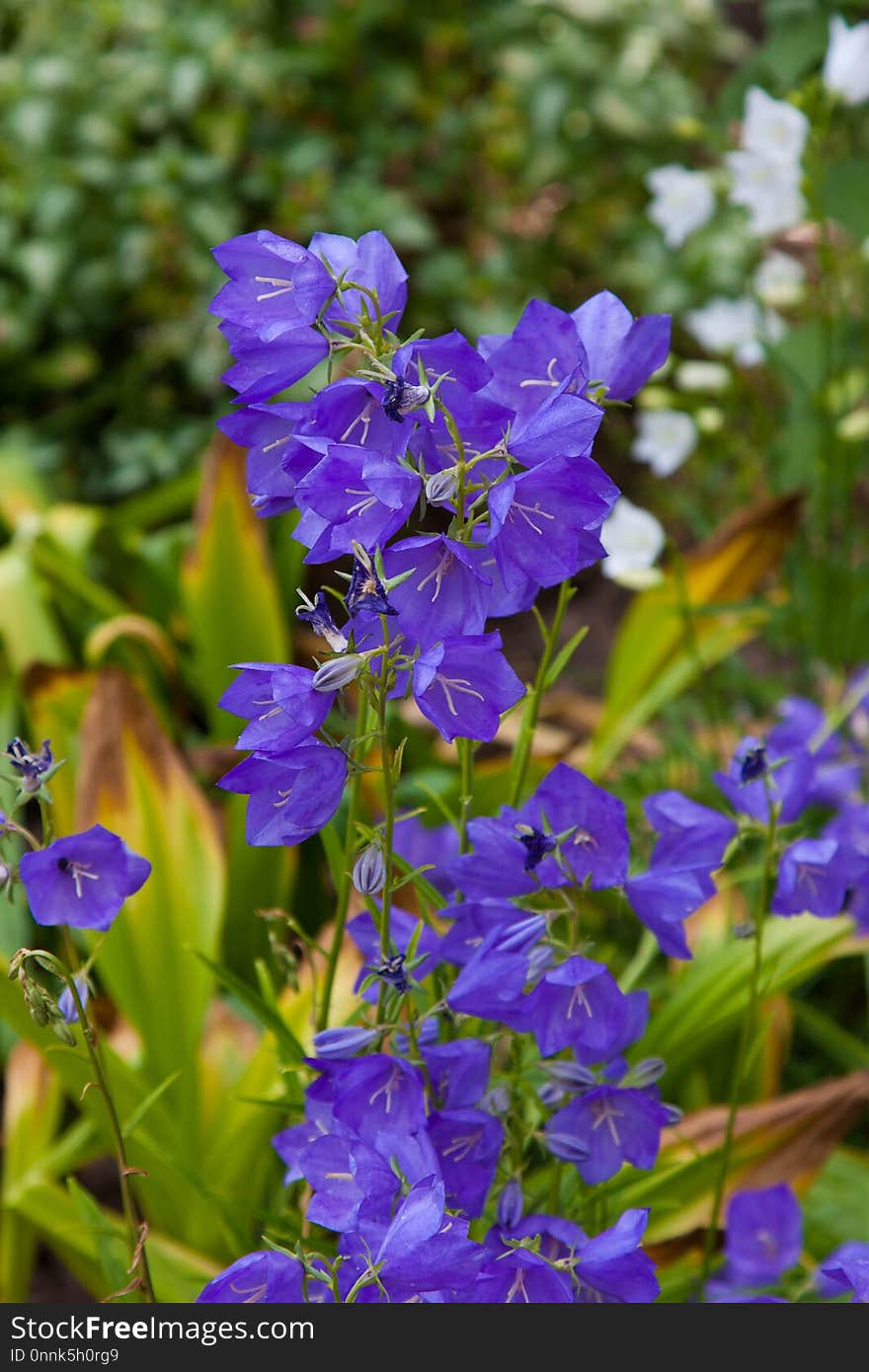 Flower, Blue, Plant, Flora