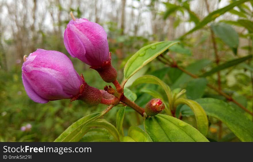 Bud, Plant, Branch, Flower