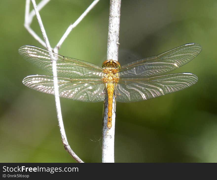 Insect, Dragonfly, Dragonflies And Damseflies, Invertebrate