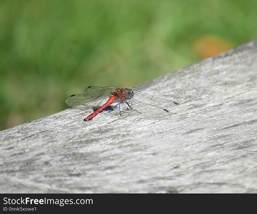 Insect, Dragonfly, Invertebrate, Dragonflies And Damseflies