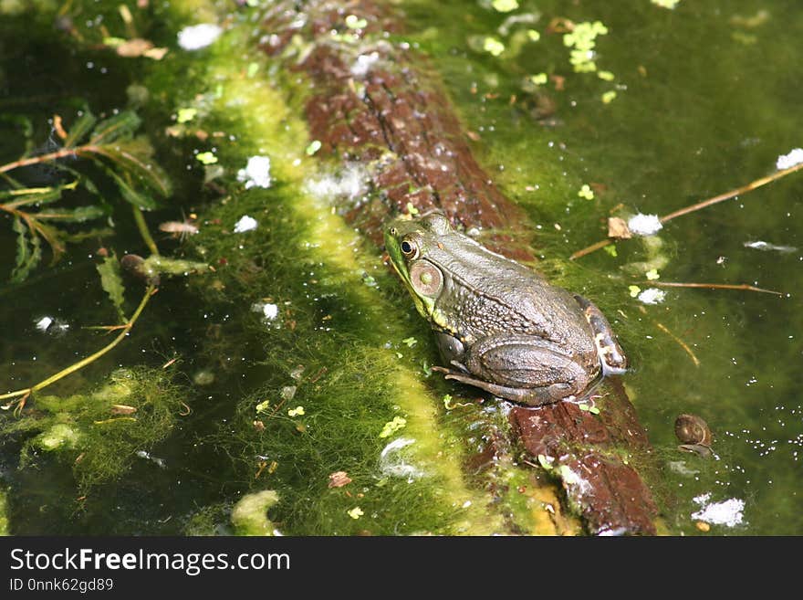 Water, Ecosystem, Fauna, Organism