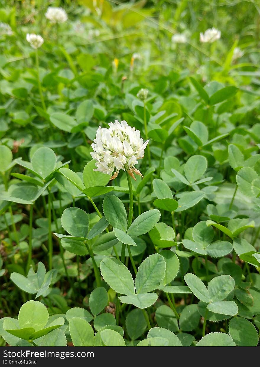 Plant, Trifolieae, Flower, Flora