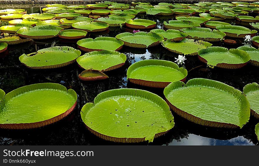 Water, Green, Leaf, Flora