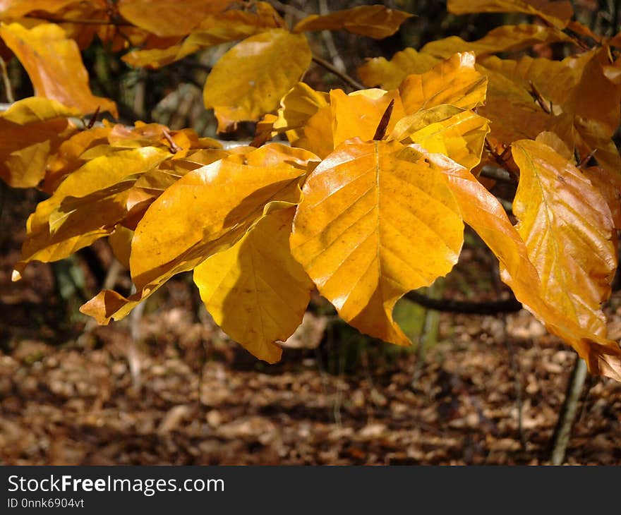 Leaf, Deciduous, Autumn, Plant