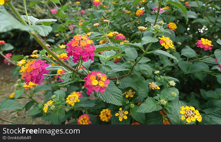 Flower, Plant, Flowering Plant, Lantana Camara