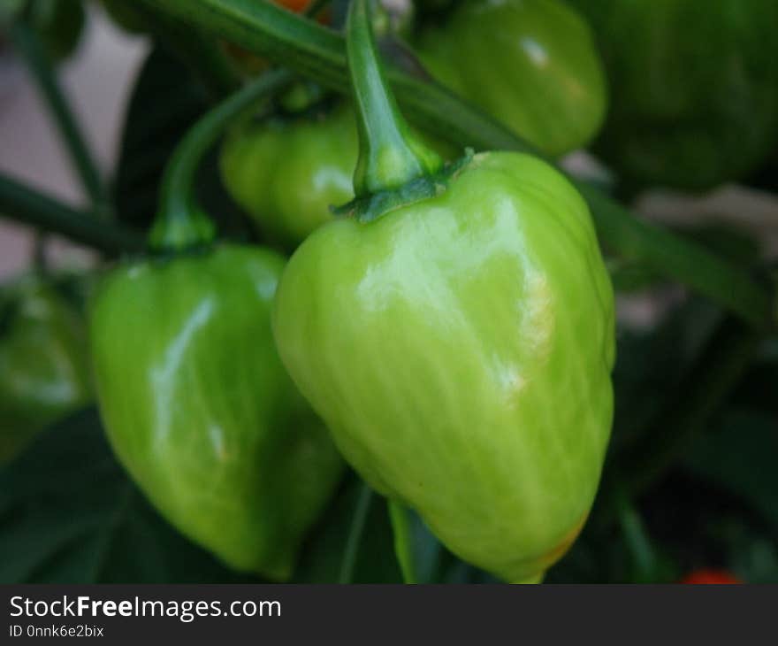 Peppers, Vegetable, Natural Foods, Chili Pepper