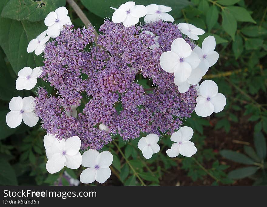 Flower, Plant, Flowering Plant, Lilac