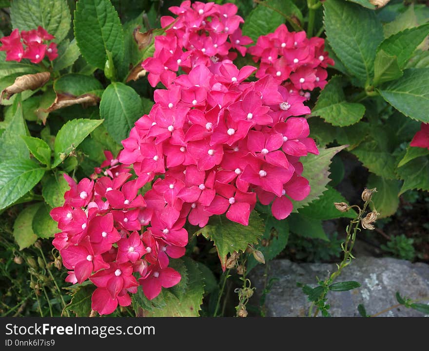 Plant, Flower, Flowering Plant, Hydrangea