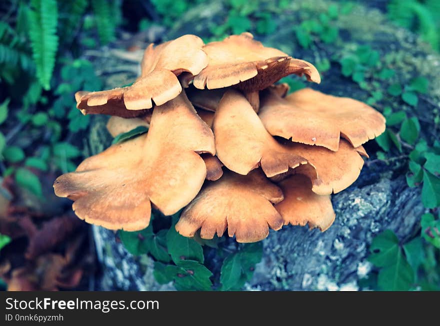 Fungus, Mushroom, Oyster Mushroom, Edible Mushroom