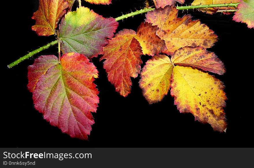 Leaf, Autumn, Grape Leaves, Grapevine Family