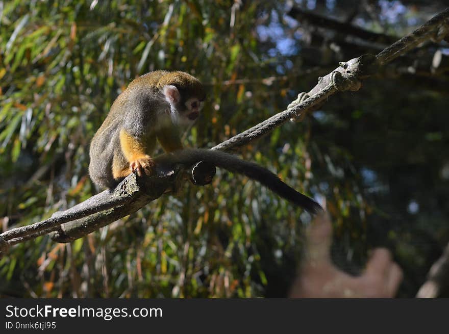 Fauna, Mammal, Squirrel Monkey, New World Monkey