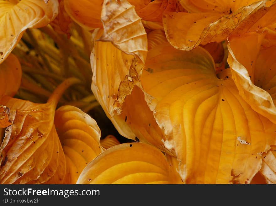 Yellow, Orange, Cucurbita, Winter Squash