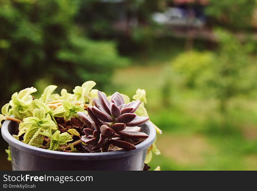 Plant, Flowerpot, Herb, Flower