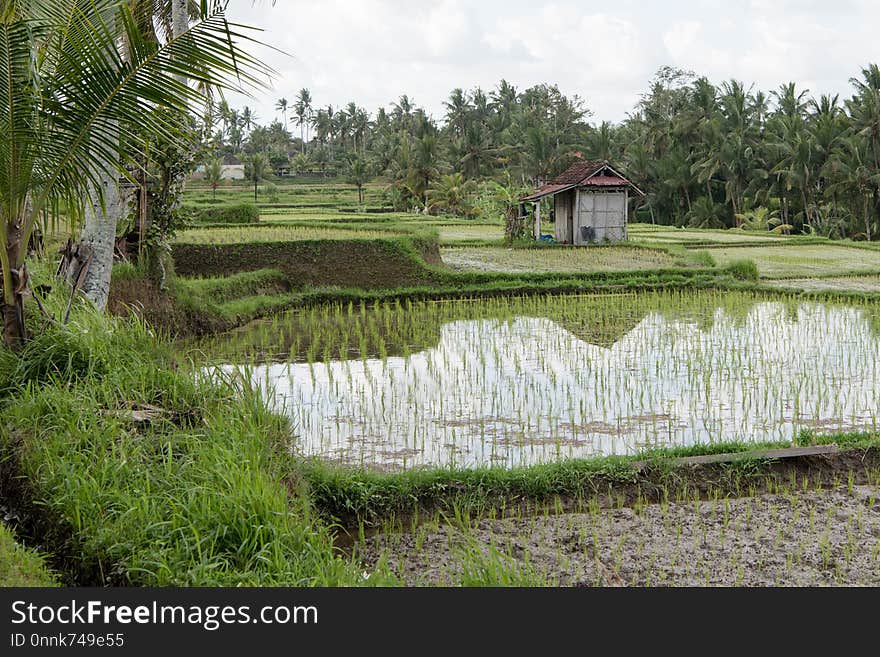 Nature Reserve, Paddy Field, Wetland, Grass