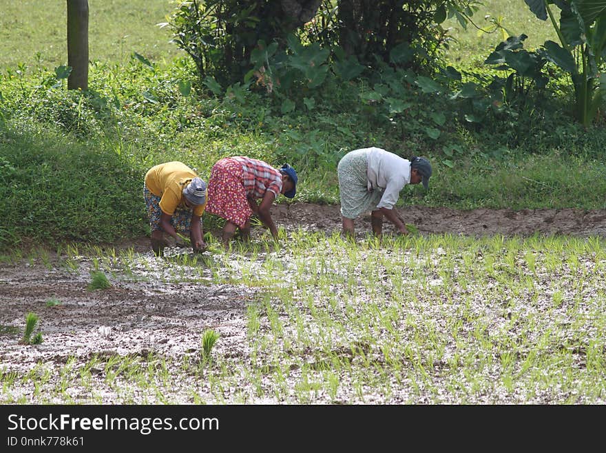 Pasture, Field, Agriculture, Farm