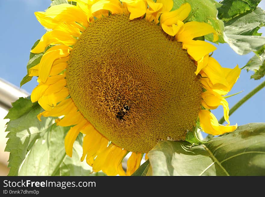 Sunflower, Flower, Yellow, Sunflower Seed