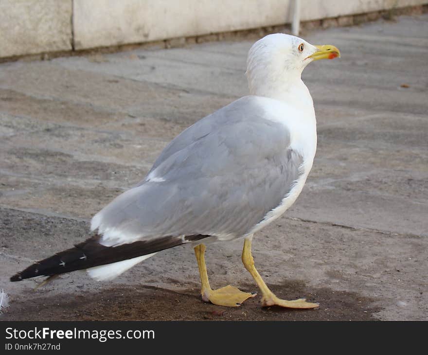 Bird, Gull, Seabird, European Herring Gull