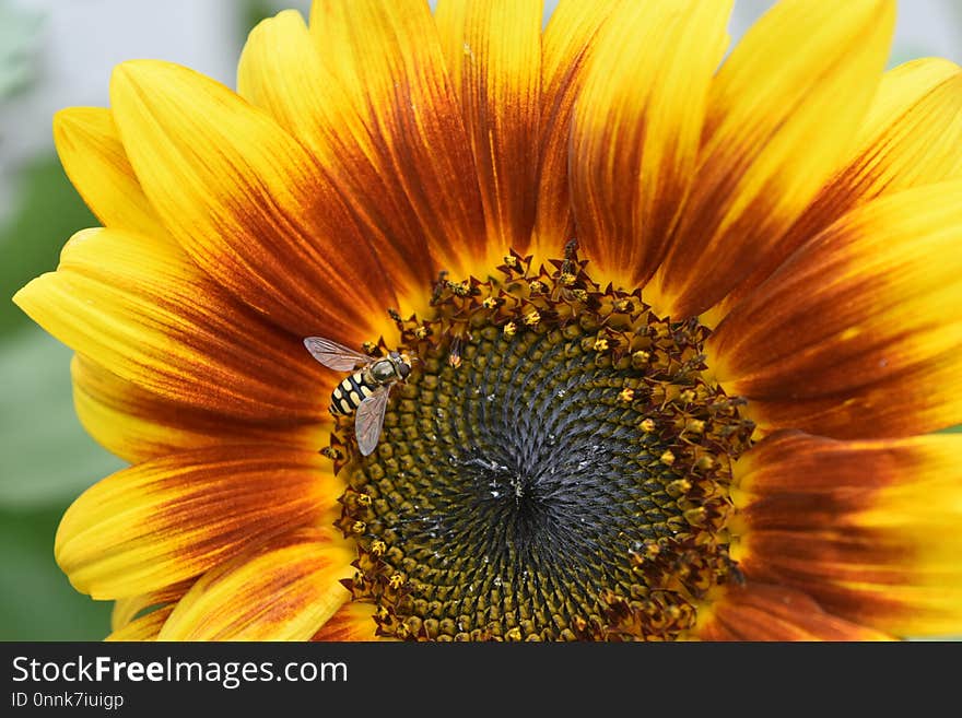 Flower, Sunflower, Yellow, Sunflower Seed