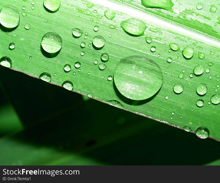 Dew, Green, Water, Drop