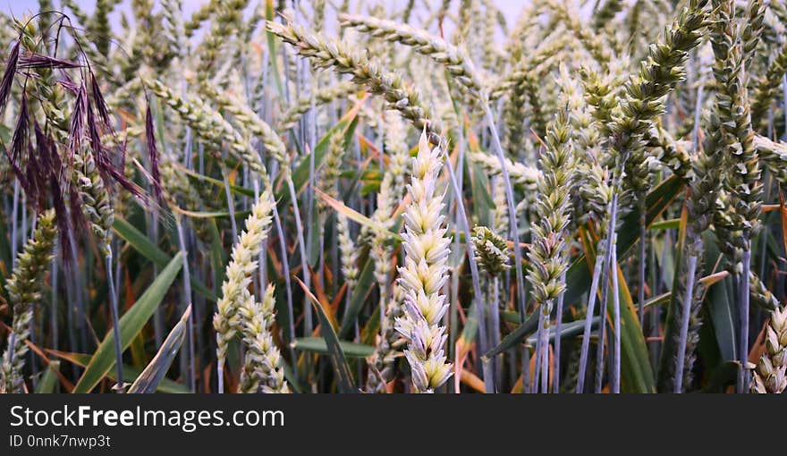 Plant, Food Grain, Grass Family, Crop