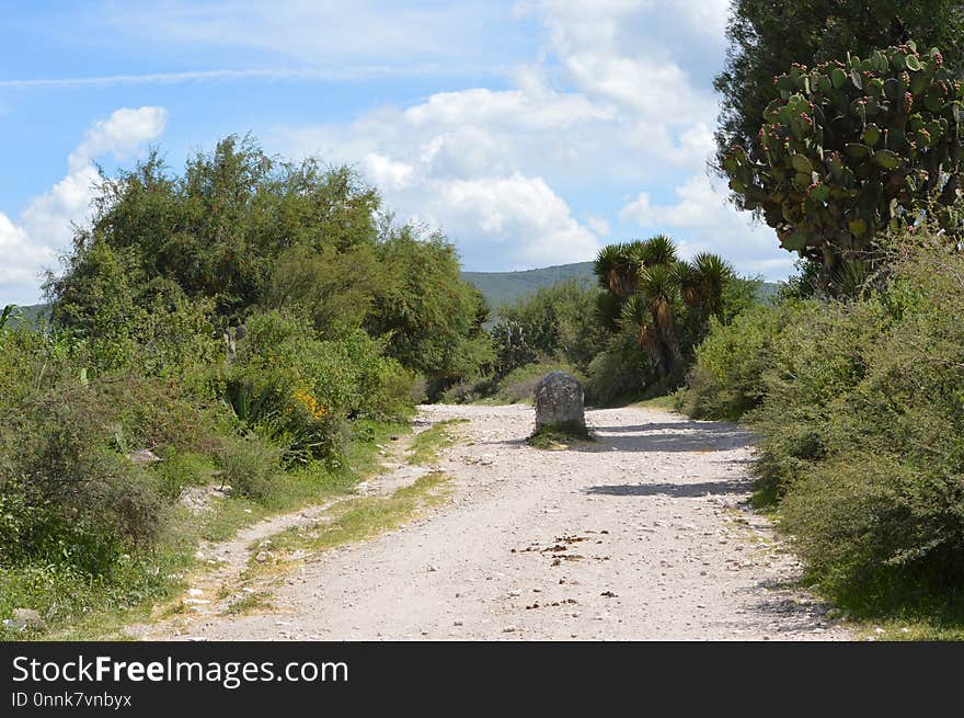 Path, Vegetation, Nature Reserve, Road