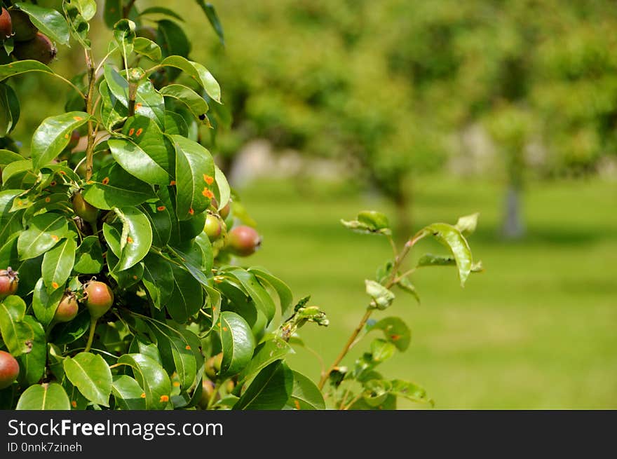 Fruit Tree, Vegetation, Plant, Tree