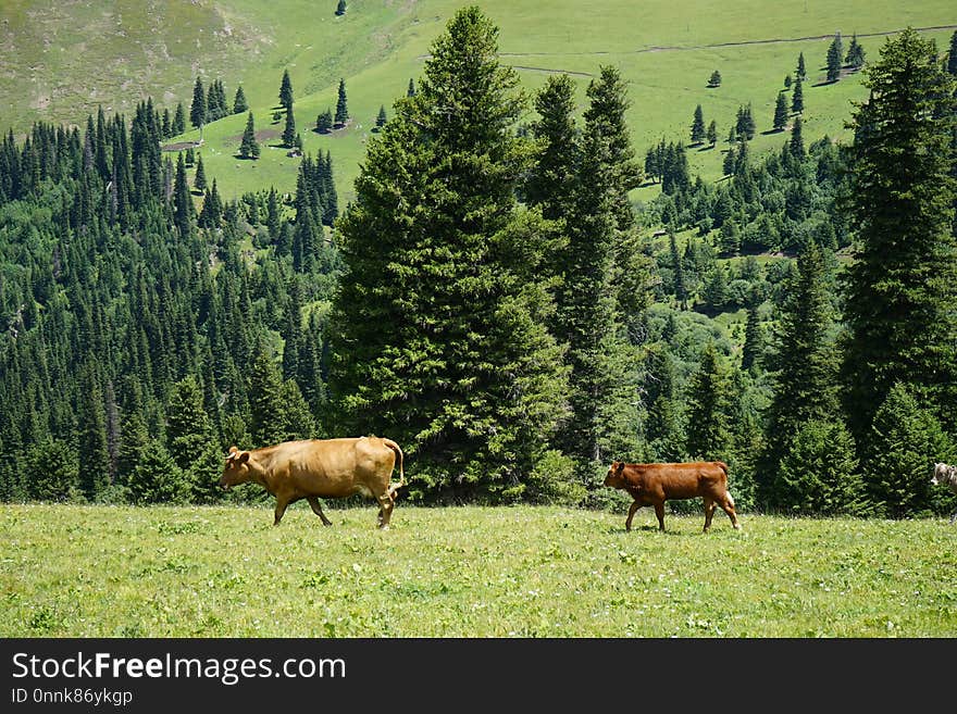 Pasture, Grassland, Ecosystem, Grazing