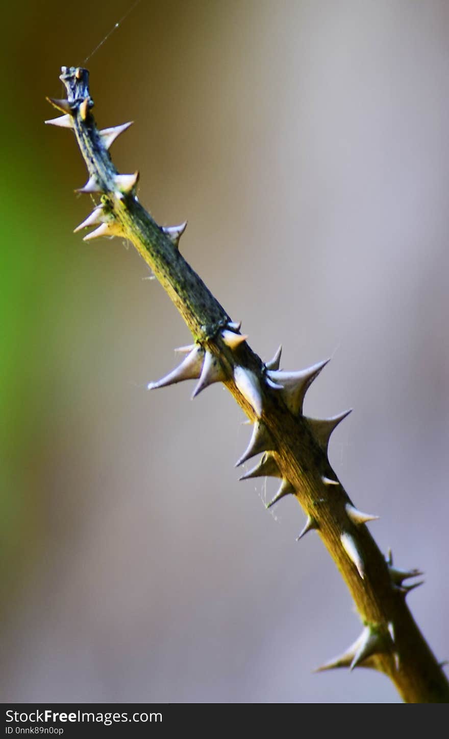 Thorns Spines And Prickles, Flora, Macro Photography, Close Up