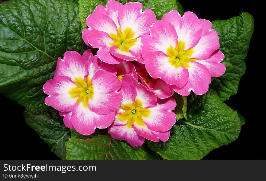 Flower, Primula, Flowering Plant, Plant