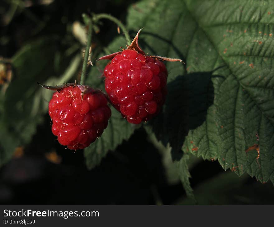 Berry, Raspberry, West Indian Raspberry, Raspberries Blackberries And Dewberries