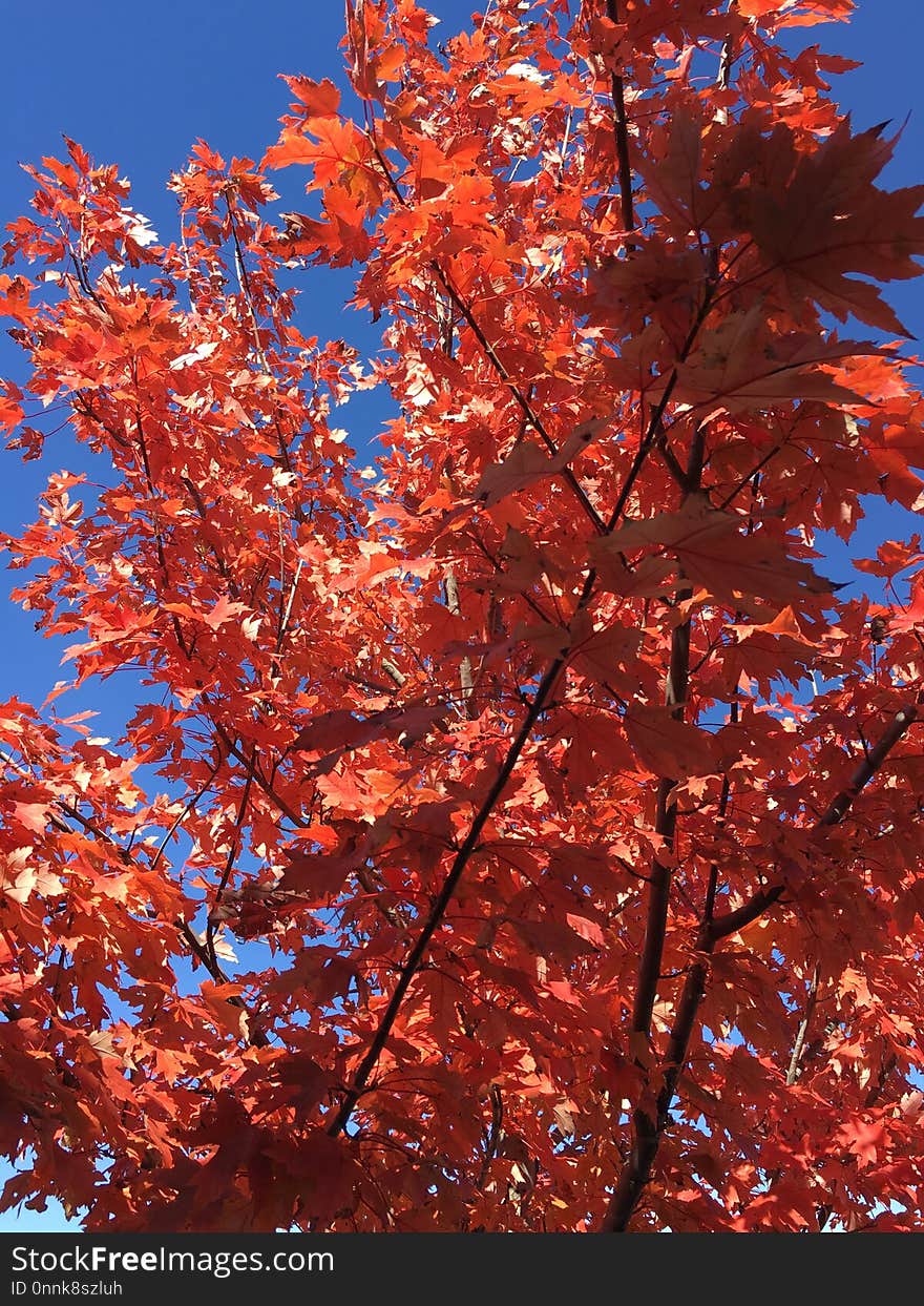 Tree, Woody Plant, Autumn, Plant