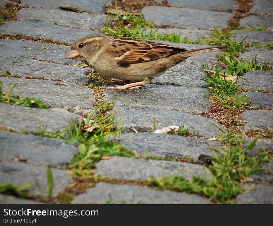 Bird, Fauna, Sparrow, Beak