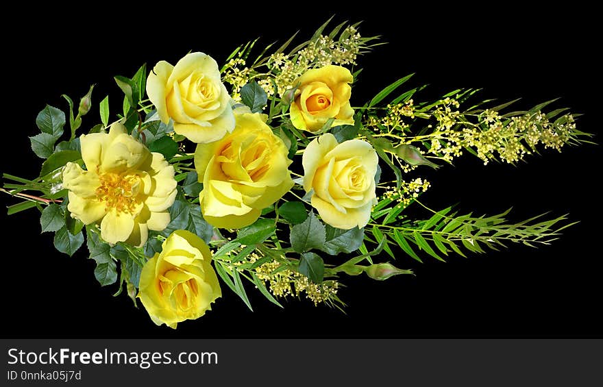 Flower, Yellow, Floristry, Rose Family