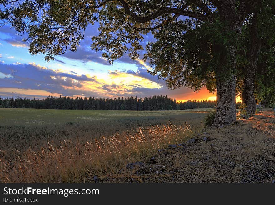 Sky, Field, Tree, Wilderness