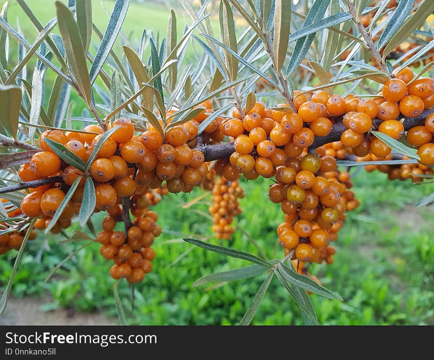 Hippophae, Fruit