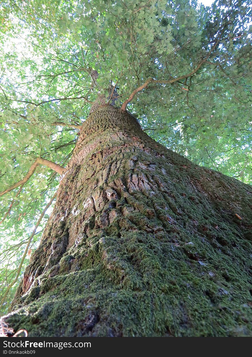 Tree, Woody Plant, Trunk, Vegetation