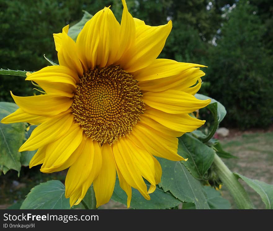 Flower, Sunflower, Yellow, Plant