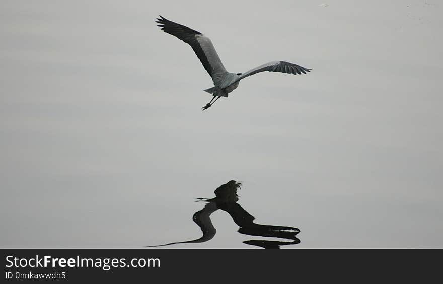 Bird, Fauna, Seabird, Sky