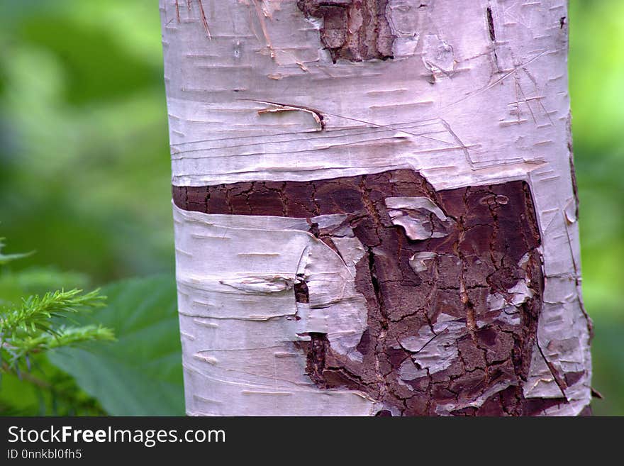 Tree, Trunk, Leaf, Birch