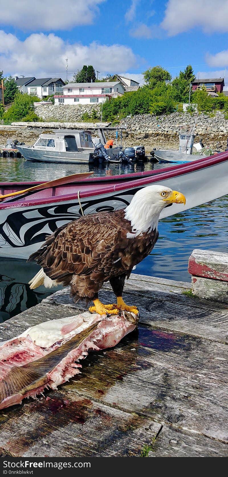 Water, Bird, Beak, Sea