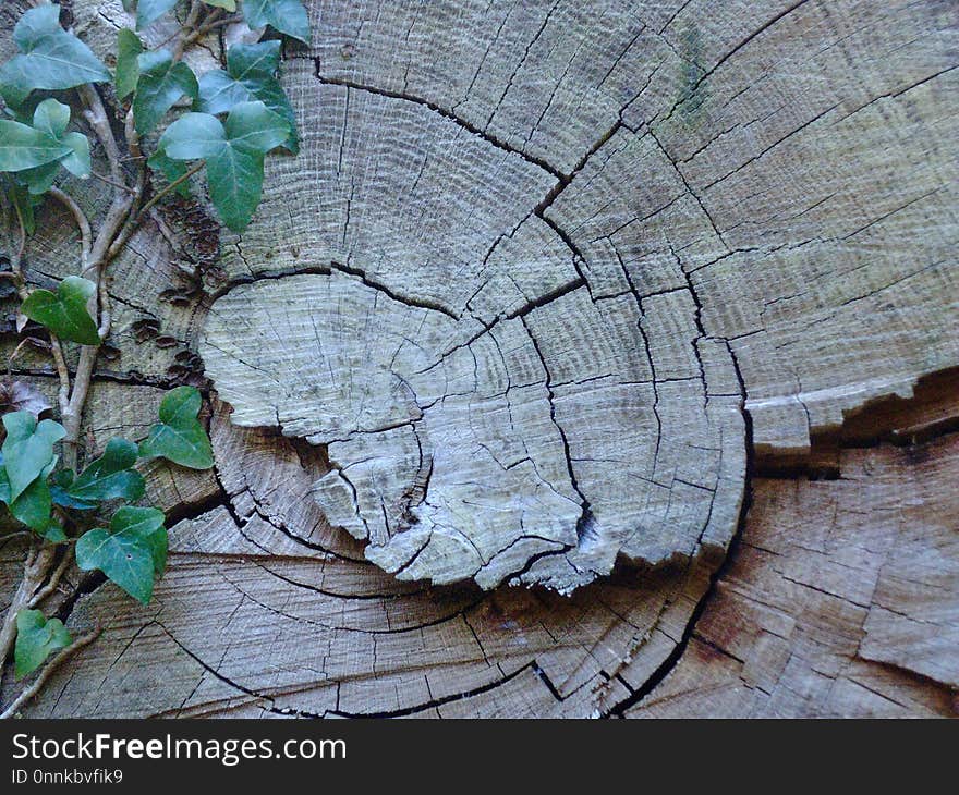 Leaf, Wood, Tree, Plant