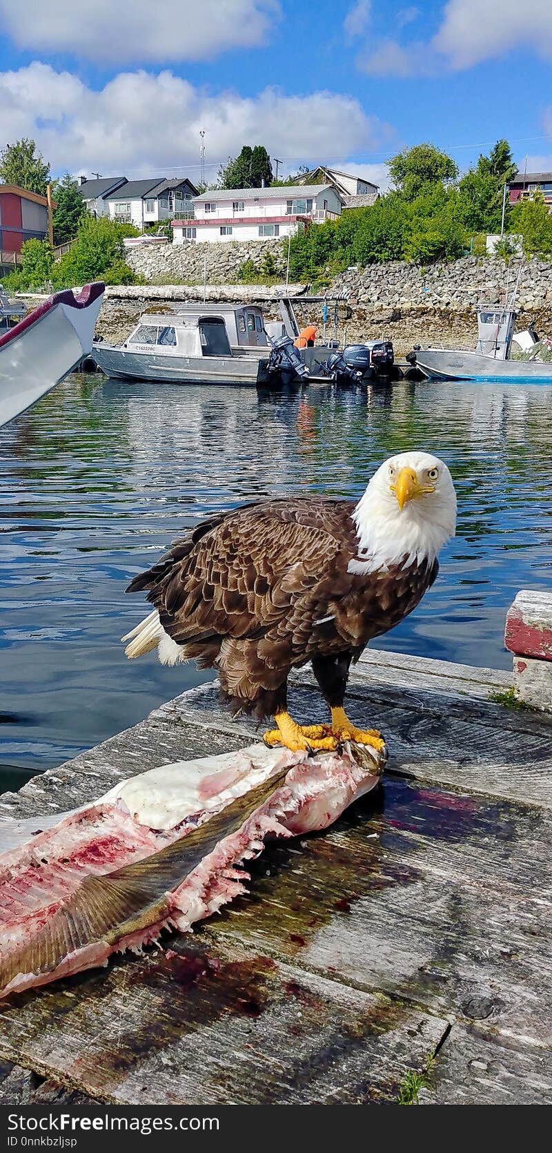 Water, Bird, Water Bird, River