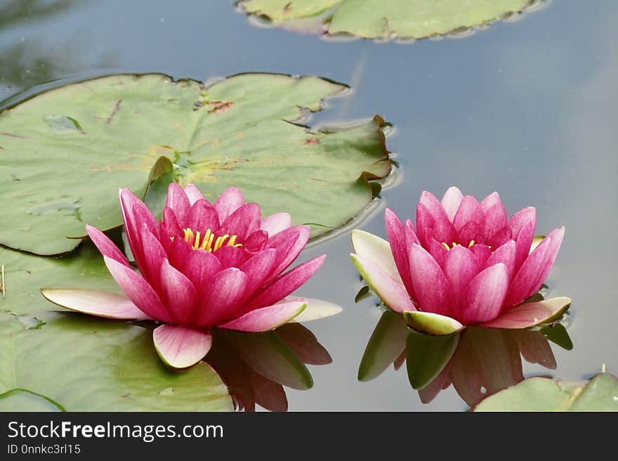 Flower, Plant, Flora, Pink